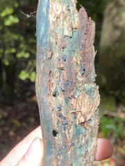Chlorociboria