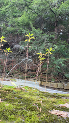 Oemleria cerasiformis