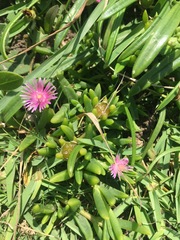 Delosperma crassuloides