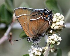 Callophrys spinetorum