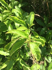 Cestrum laevigatum