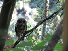 Strix virgata