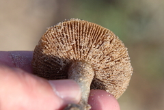 Laccaria trullisata