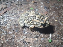 Sclerophrys gutturalis