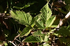 Rubus hawaiensis