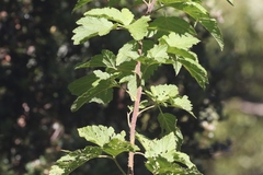 Rubus hawaiensis