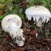 Bearded Amanita - Photo (c) Davide Puddu, some rights reserved (CC BY), uploaded by Davide Puddu