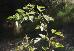 Rubus hawaiensis