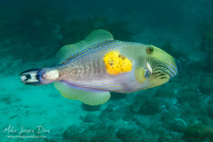 Meuschenia freycineti