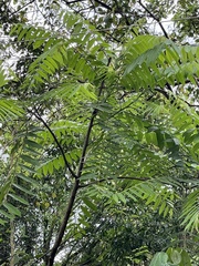 Cedrela fissilis