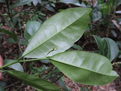 Actinostemon concolor