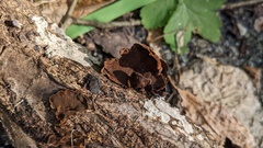 Hymenochaete microcycla