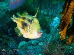 Meuschenia freycineti