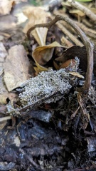 Hymenochaete microcycla