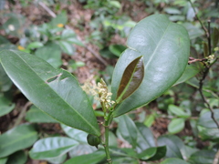 Actinostemon concolor