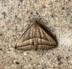 Macrochilo absorptalis