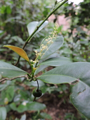 Actinostemon concolor