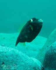 Eubalichthys bucephalus