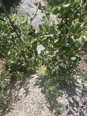 Lonicera subspicata denudata