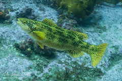 Olisthops cyanomelas