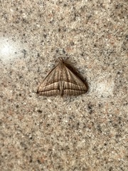 Macrochilo absorptalis