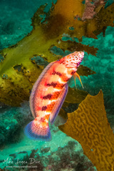 Eupetrichthys angustipes