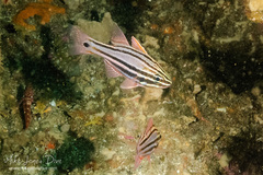 Ostorhinchus limenus