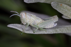 Hypochlora alba