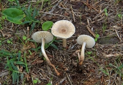 Crinipellis subtomentosa