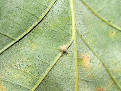 Neuroterus floccosus