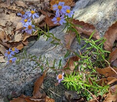 Ionactis linariifolia