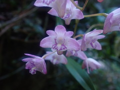 Dendrobium kingianum