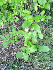Ligustrum ovalifolium