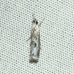 Microcrambus kimballi