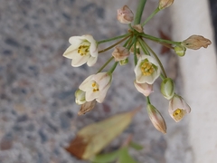 Allium triquetrum