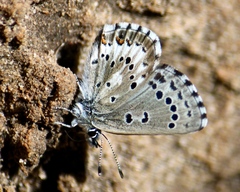 Glaucopsyche piasus