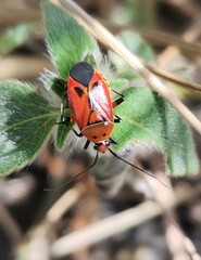 Neocapsus