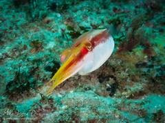 Sepia mestus