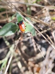 Neocapsus