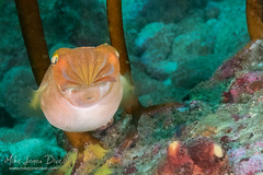 Sepia mestus