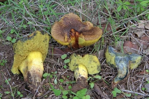 Representative image of Alessioporus ichnusanus