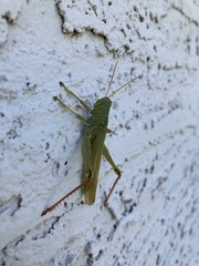 Schistocerca shoshone