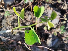 Cissus verticillata