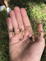 Oplismenus compositus