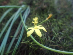 Bulbine vagans
