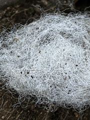 Phycomyces