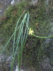 Bulbine vagans