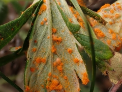 Phragmidium potentillae