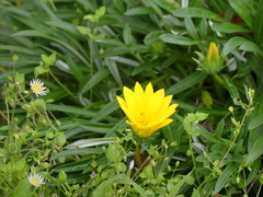 Gazania rigens