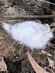 Phycomyces
